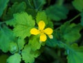 Celandine Chelidonium in garden . Healthy concept. Celandine Royalty Free Stock Photo