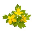 Celandine Chelidonium majus