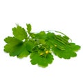 Celandine (Chelidonium majus), medicinal herbs