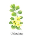 Celandine Chelidonium Majus - watercolor illustration