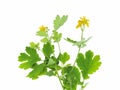 Celandine Chelidonium on a white background