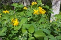 Celandine, Chelidonium, Yellow Flower, Natural Medical Herb Royalty Free Stock Photo