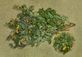 Celandine. Dry herbs. Herbal medicine, phytotherapy medicinal he
