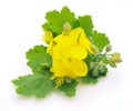 Celandine flower Royalty Free Stock Photo