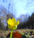 Celandine Flower