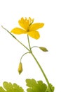 Celandine flower Chelidonium majus