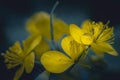 Celandine flower