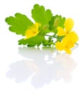 Celandine flower .