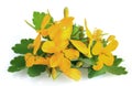 Celandine flowers Royalty Free Stock Photo