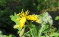 Celandine flowers in the garden, closeup Royalty Free Stock Photo