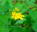 Celandine in garden. Healthy concept. Celandine Royalty Free Stock Photo