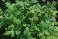 Celandine in the garden Royalty Free Stock Photo