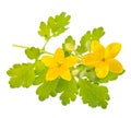 Celandine