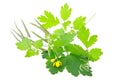 Celandine plant