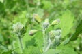 Celandine plant in the garden, closeup