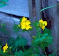 The celandine plant is widely used in folk medicine