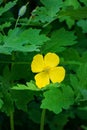 Celandine Poppy, Stylophorum diphyllum Royalty Free Stock Photo