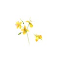 Celandine spring flowers Chelidonium majus. Hand drawn watercolor painting on white