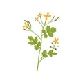 Celandines flower. Wild floral plant with blooms and leaf. Chelidonium, herb inflorescence. Herbal medicinal wildflower
