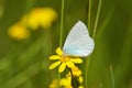 Celastrina argiolus, The holly blue butterfly Royalty Free Stock Photo