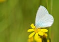 Celastrina argiolus, The holly blue butterfly on yellow flower Royalty Free Stock Photo