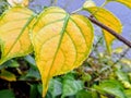 Celastrus scandens or American bittersweet with yellow leaves Royalty Free Stock Photo