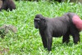 Celebes Crested macaque