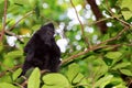 Celebes crested macaque