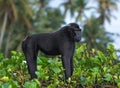 The Celebes crested macaque . Crested black macaque, Sulawesi crested macaque, sulawesi macaque or the black ape.  Natural habitat Royalty Free Stock Photo