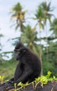 The Celebes crested macaque . Crested black macaque, Sulawesi crested macaque, sulawesi macaque or the black ape.  Natural habitat Royalty Free Stock Photo