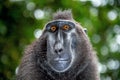 The Celebes crested macaque. Close up portrait. Green natural background. Crested black macaque, Sulawesi crested macaque, or