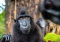 The Celebes crested macaque. Close up portrait, wide angle.  Crested black macaque, Sulawesi crested macaque, or the black ape. Royalty Free Stock Photo