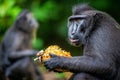 The Celebes crested macaque eating pineapple. Crested black macaque, Sulawesi crested macaque, or the black ape. Natural habitat