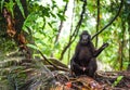 The Celebes crested macaque in the forest.  Crested black macaque, Sulawesi crested macaque, or the black ape. Natural habitat. Royalty Free Stock Photo