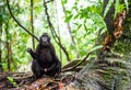 The Celebes crested macaque in the forest.  Crested black macaque, Sulawesi crested macaque, or the black ape. Natural habitat. Royalty Free Stock Photo