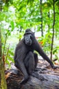 The Celebes crested macaque in the forest.  Crested black macaque, Sulawesi crested macaque, or the black ape. Natural habitat. Royalty Free Stock Photo