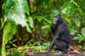 The Celebes crested macaque in the forest.  Crested black macaque, Sulawesi crested macaque, or the black ape. Natural habitat. Royalty Free Stock Photo