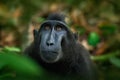 Celebes crested Macaque, Macaca nigra, black monkey, detail portrait, sitting in the nature habitat, dark tropical forest, wildlif