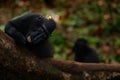 Celebes crested Macaque, Macaca nigra, black monkey with open mouth with big tooth, sitting in the nature habitat, dark tropical Royalty Free Stock Photo