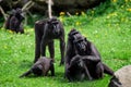 The Celebes crested macaque Macaca nigra Royalty Free Stock Photo