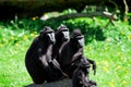 The Celebes crested macaque Macaca nigra Royalty Free Stock Photo