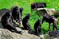 The Celebes crested macaque Macaca nigra Royalty Free Stock Photo