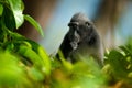 Celebes crested Macaque, Macaca nigra i nthe tree. Black monkey, detail portrait, sitting in the nature habitat. Monkey in dark t Royalty Free Stock Photo