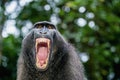 Celebes crested macaque with open mouth. Close up portrait on the green natural background. Crested black macaque, Sulawesi Royalty Free Stock Photo