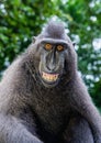 Smiling Celebes crested macaque. Crested black macaque, Sulawesi Royalty Free Stock Photo