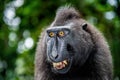 Celebes crested macaque with open mouth. Close up portrait on the green natural background. Crested black macaque, Sulawesi Royalty Free Stock Photo