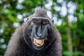 Celebes crested macaque with open mouth. Close up portrait on the green natural background. Crested black macaque, Sulawesi Royalty Free Stock Photo