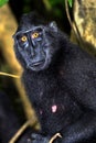Celebes Crested Macaque, Tangkoko Nature Reserve, Indonesia Royalty Free Stock Photo