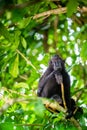 The Celebes crested macaque on the tree. Crested black macaque, Sulawesi crested macaque, or the black ape. Natural habitat. Royalty Free Stock Photo