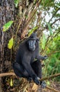 The Celebes crested macaque on the tree. Crested black macaque, Sulawesi crested macaque, or the black ape. Natural habitat. Royalty Free Stock Photo